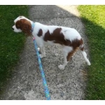 LITTLEMONSTERS_SKU_Multi-Leash
