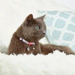 CHERRYBLOOM_SKU_Cat-collar_1