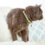 KIWI_SKU_Cat-Collar