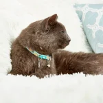 SWEETPINEAPPLE_SKU_Cat-Collar-_1