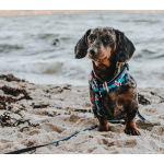 FRENZYTHESHARK_SKU_Multi-Leash