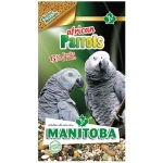 african-parrots-manitoba