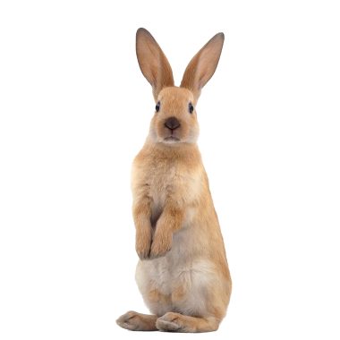 Small Pet Products