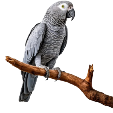 Bird Products